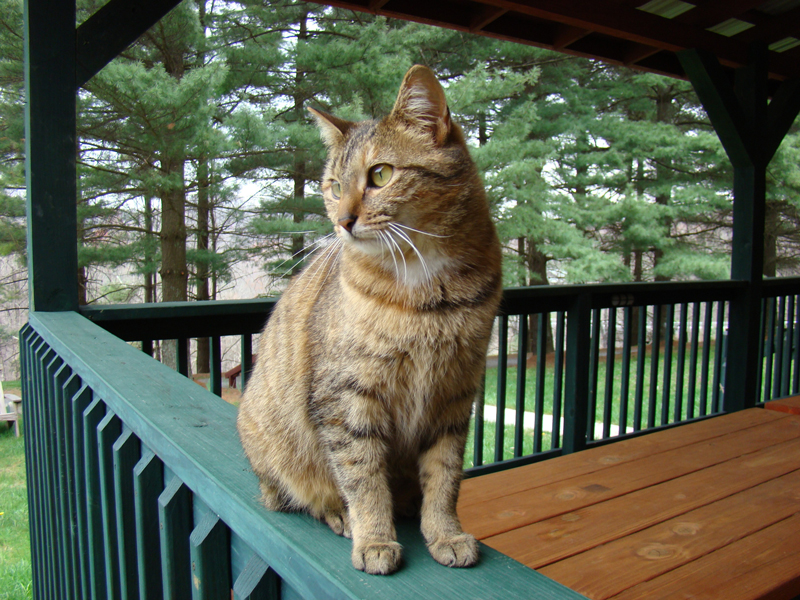 Cat sitting on porch railing